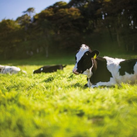 cows in field