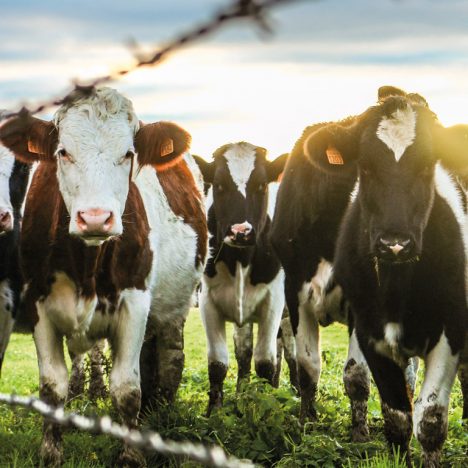 Cows in field