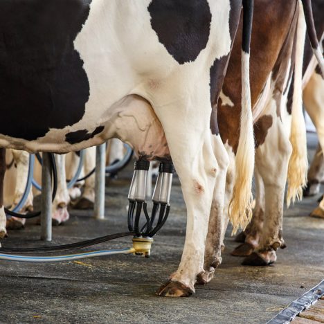 cows being milked