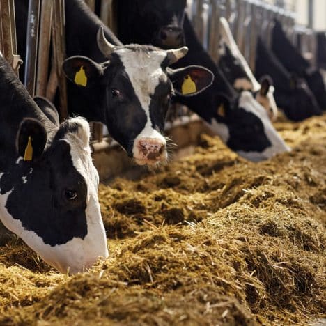 Cows eating