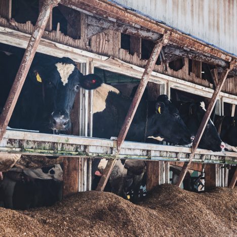 Cow in shed