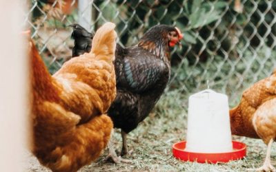 Web Image - 1920x400 Chicken