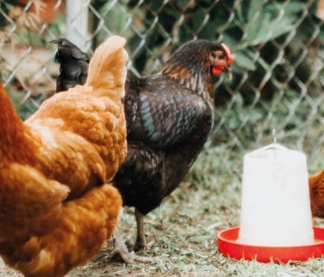 Chicken