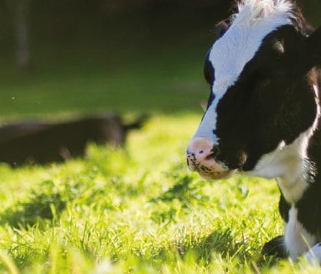 cows in field