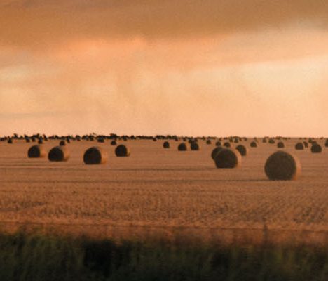 mycotoxins in animal feed