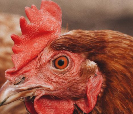 Chicken