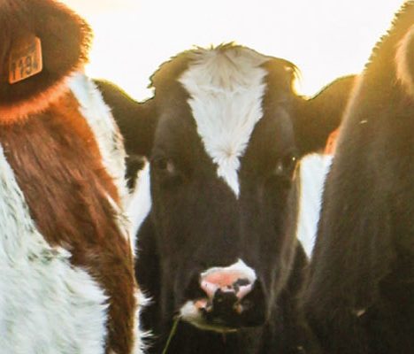 cows