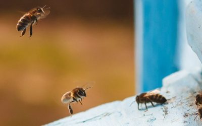 Web Image - 1920x4002 bees
