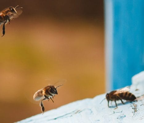 bees