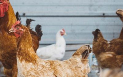 Web Image - 1920x4003 Chickens