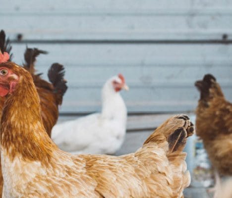 Chickens