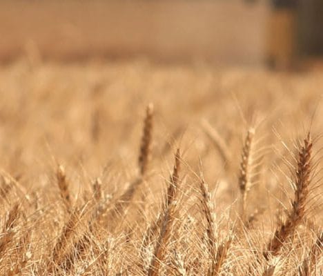 Wheat