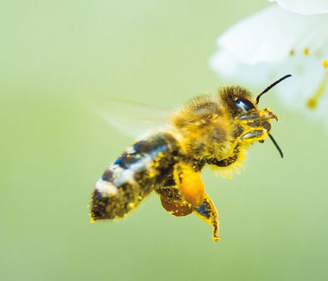 bee