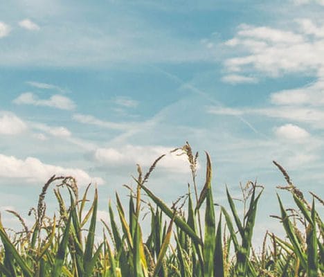 crops