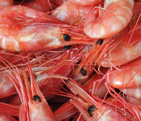 shrimp