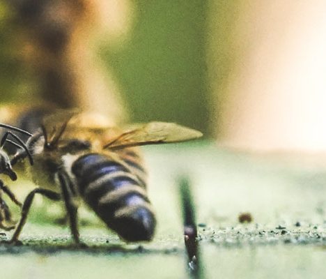 bees