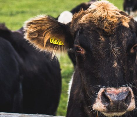 Cows
