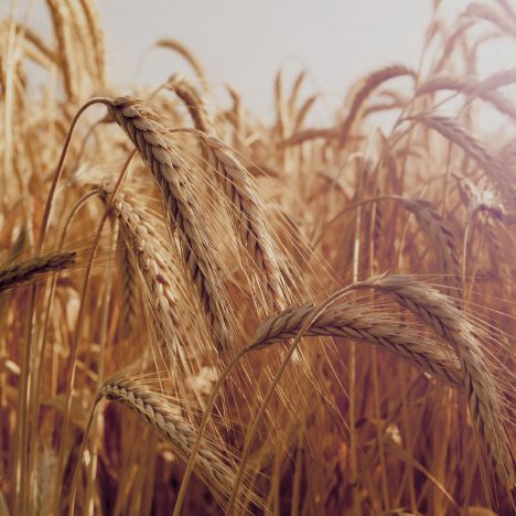 Wheat