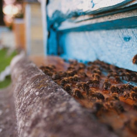Bees