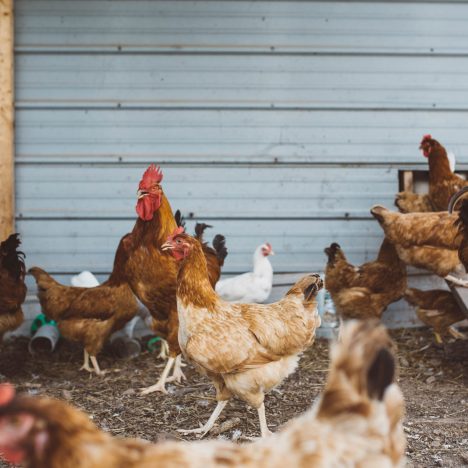 Chickens