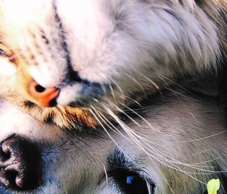 Cat and dog