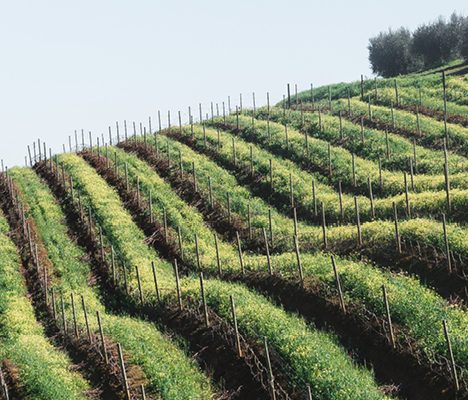 Vineyard