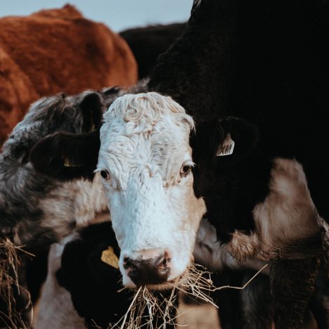Cows