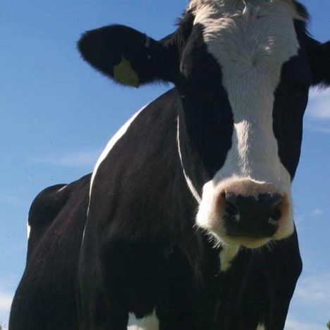 Cows
