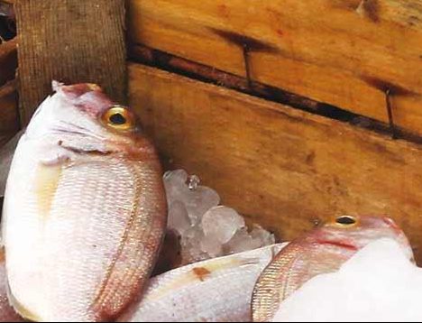 Fish