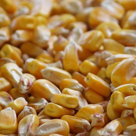 Corn