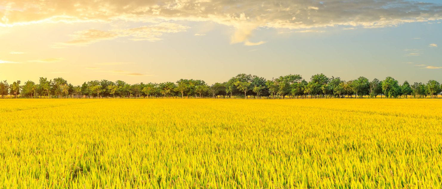 Rice field