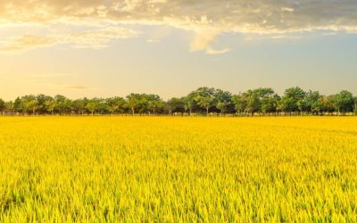 Rice News Banner Rice field