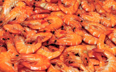 shrimp3